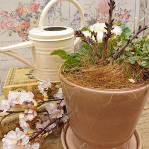 【3月ﾜｰｸｼｮｯﾌﾟ】お家でお花見☆桜の寄せ植え〈西宮店〉