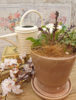 【3月ﾜｰｸｼｮｯﾌﾟ】お家でお花見☆桜の寄せ植え〈西宮店〉
