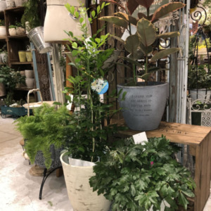 中鉢サイズの観葉植物〈京都桂川店〉