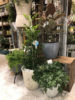 中鉢サイズの観葉植物〈京都桂川店〉