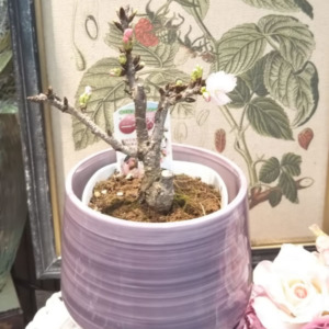 【NEWS】手のひらサイズの桜〈直営店共通〉