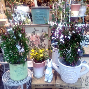 春のお花入荷〈西宮店〉