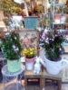 春のお花入荷〈西宮店〉