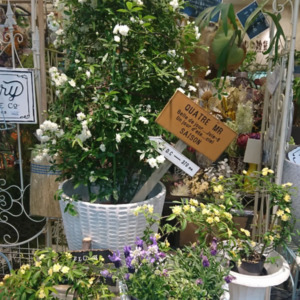 モッコウバラ〈西宮店〉