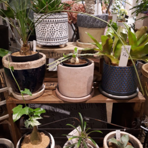 めずらしい植物たち〈なんば店〉