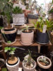 めずらしい植物たち〈なんば店〉