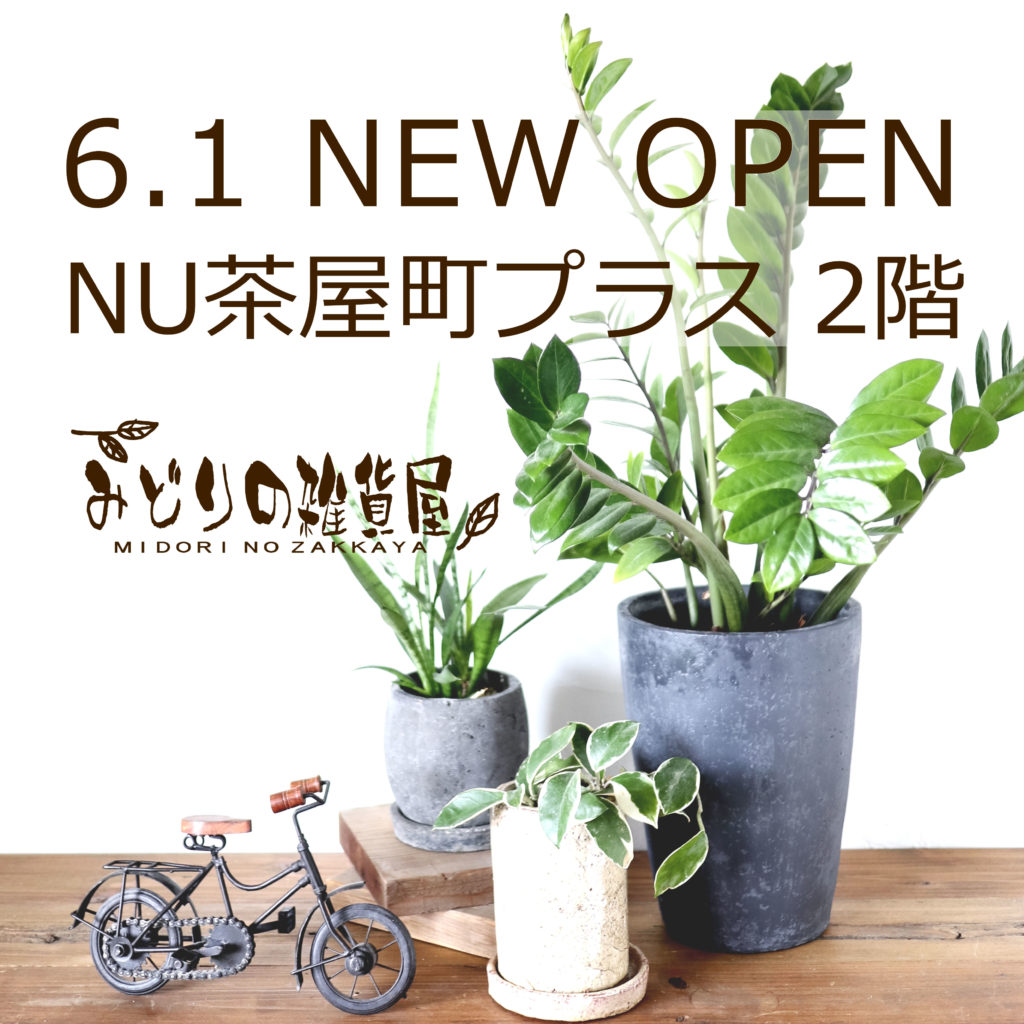 News 梅田店 6 1 New Open みどりの雑貨屋
