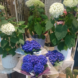 紫陽花〈西宮店〉