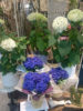 紫陽花〈西宮店〉