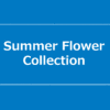 【NEWS】Summer Flower Collection〈直営店共通〉