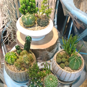 ゼオライト サボテン寄せ植え〈西宮店〉
