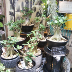 アデニウムが数量限定で入荷しました☆〈なんば店〉