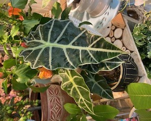 葉っぱが独特なグリーン〈西宮店〉