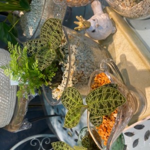 ジュエルオーキッドアレンジ〈西宮店〉