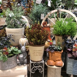 秋色雑貨と植物〈梅田店〉