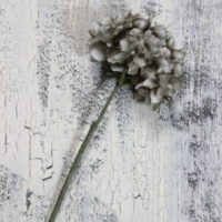 アッシュカラーの紫陽花
