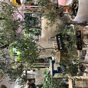 オリーブ入荷〈梅田店〉