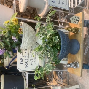 グラスファイバー鉢〈西宮店〉