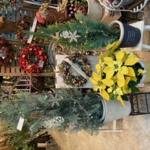 Xmasにぴったりのグリーン達〈西宮店〉