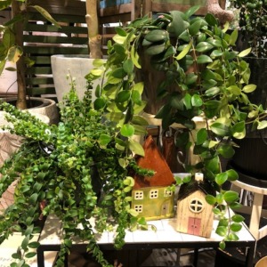 ハンギンググリーン〈梅田店〉
