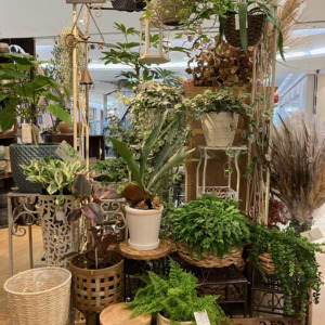 ハンギングプランツ☆彡〈なんば店〉