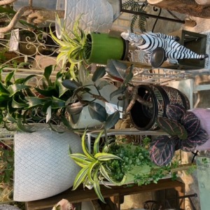 ドラセナ〈西宮店〉