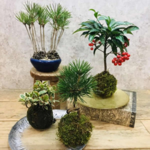 【数量限定】新春アレンジ&苔玉〈西宮店〉