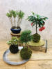 【数量限定】新春アレンジ&苔玉〈西宮店〉