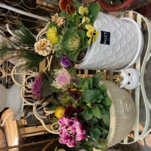 シクラメンと葉牡丹〈西宮店〉