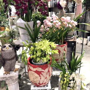 【数量限定】蘭いろいろ入荷！〈西宮店〉