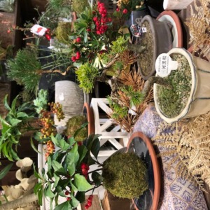 盆栽と苔玉〈梅田店〉