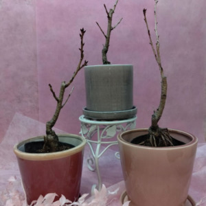 【数量限定】一才桜が入荷しました！〈直営店共通〉