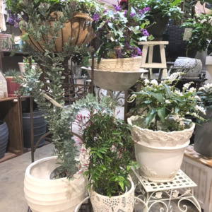 屋外で楽しめる植物〈梅田店〉