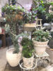 屋外で楽しめる植物〈梅田店〉