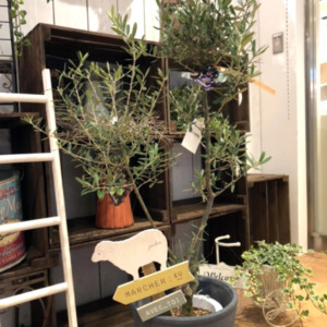 オリーブオリーミー〈梅田店〉