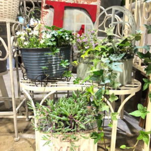 新作ブリキ鉢入荷〈梅田店〉