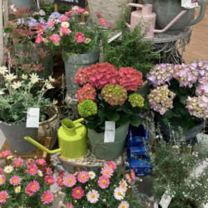旬のお花たち〈なんば店〉