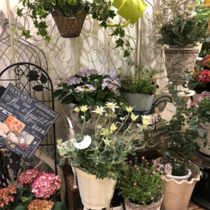 色とりどりのお花〈梅田店〉