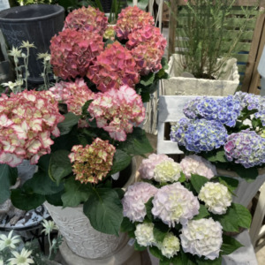 カラフルなアジサイ〈西宮店〉