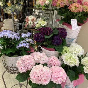アジサイ〈京都桂川店〉
