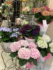 アジサイ〈京都桂川店〉