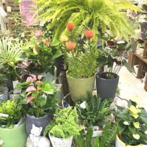 【数量限定】グリーンギフト☆色々〈直営店共通〉