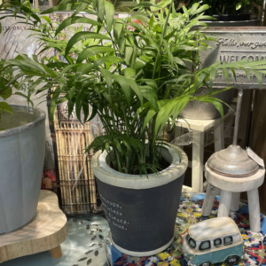 涼しげなテーブルヤシ〈西宮店〉