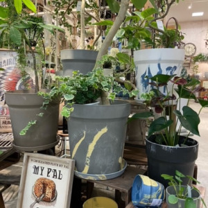人気の樹脂鉢〈西宮店〉