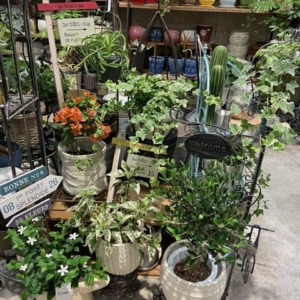 可愛いグラスファイバー鉢〈西宮店〉