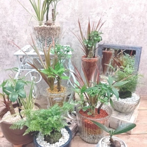 【数量限定】オリジナルの苔玉&ハイドロカルチャー〈直営店共通〉