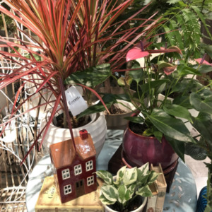 トロピカルな雰囲気の雑貨と植物〈西宮店〉