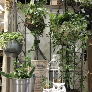 ハンギングを使った植物と雑貨〈西宮店〉