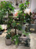 直立型のパキラやキンモウコ〈京都桂川店〉