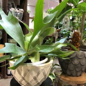 コウモリラン〈梅田店〉